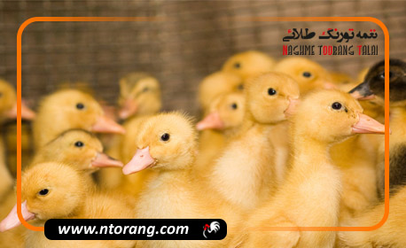 نکات ضروری برای نگهداری از جوجه‌ اردک‌های بالغ: چگونه آن‌ها را سالم نگه داریم؟